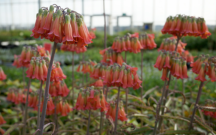 Brutblatt (Goethe-Pflanze) (Pflanze)