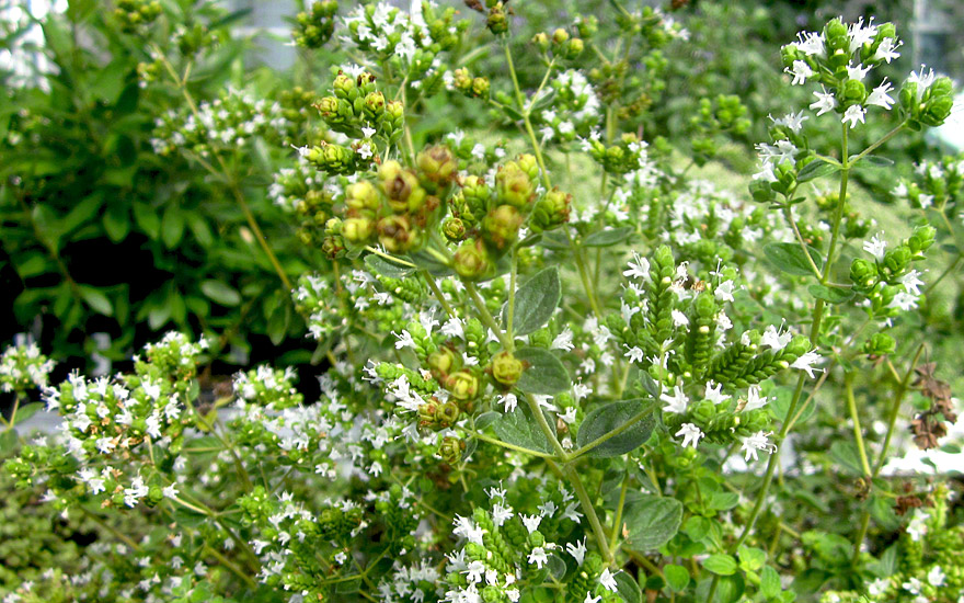 Syrischer Oregano (Zatar) (Pflanze)