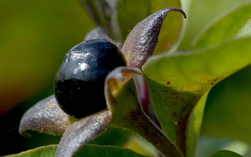 20 Samen Tollkirsche,schwarzfrüchtig,Atropa belladonna #505 