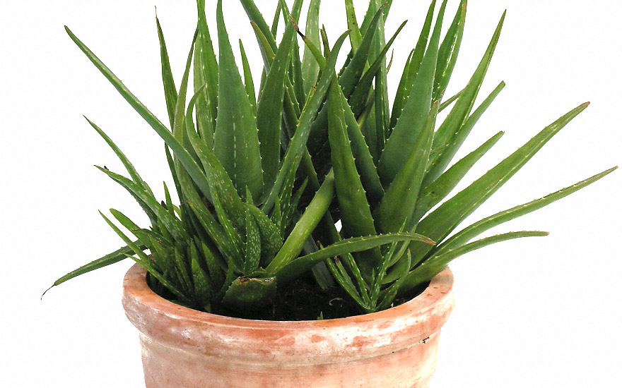 Aloe Vera (Pflanze)