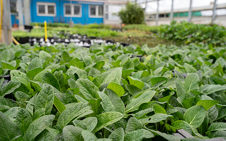 Alraune, herbstblühend (Saatgut)