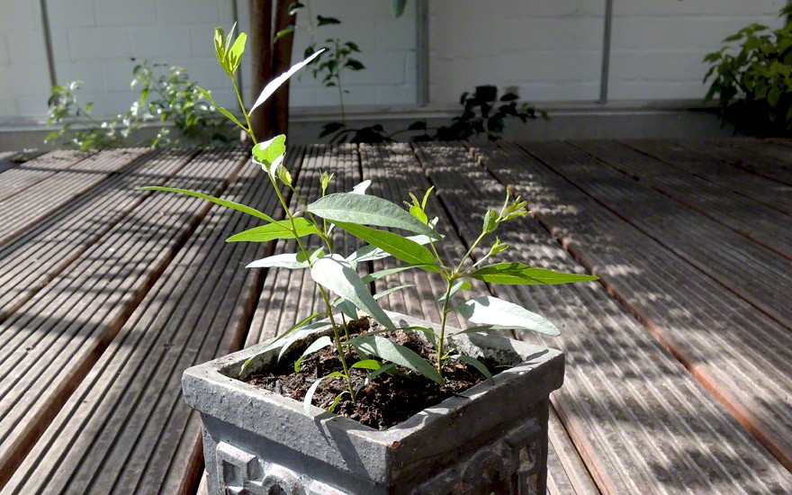 Lemon-Eukalyptus (Saatgut)