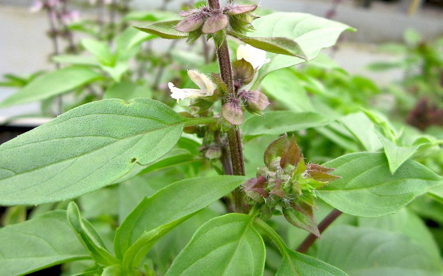 Thai-Basilikum 'Purple Crown' (Horapha) (Saatgut)