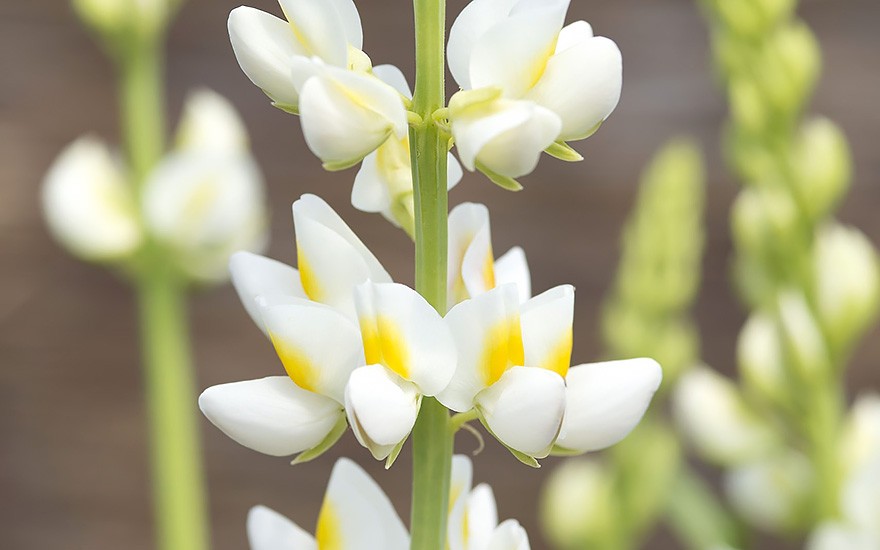 Duft-Lupine 'Javelin White' (Saatgut)