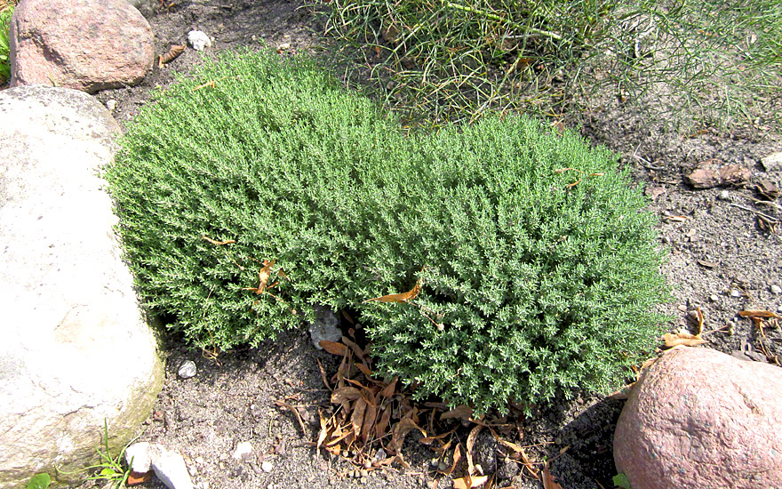 Zwerg-Thymian (Pflanze)