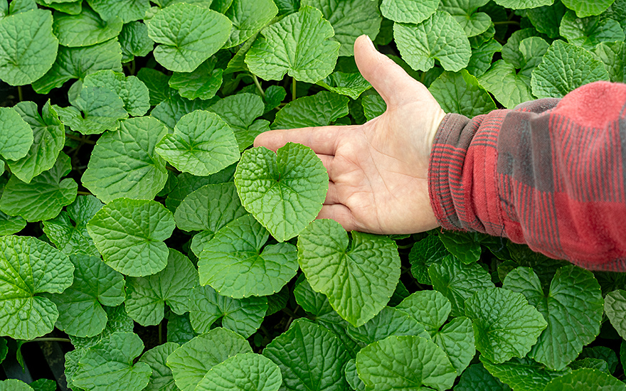 Wasabi 'Mephisto Red' (Pflanze)