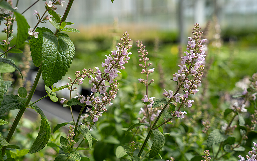Hohe Katzenminze (Saatgut)