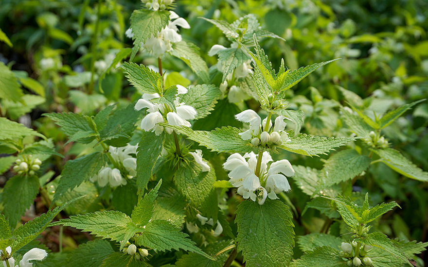 Weiße Taubnessel (Pflanze)