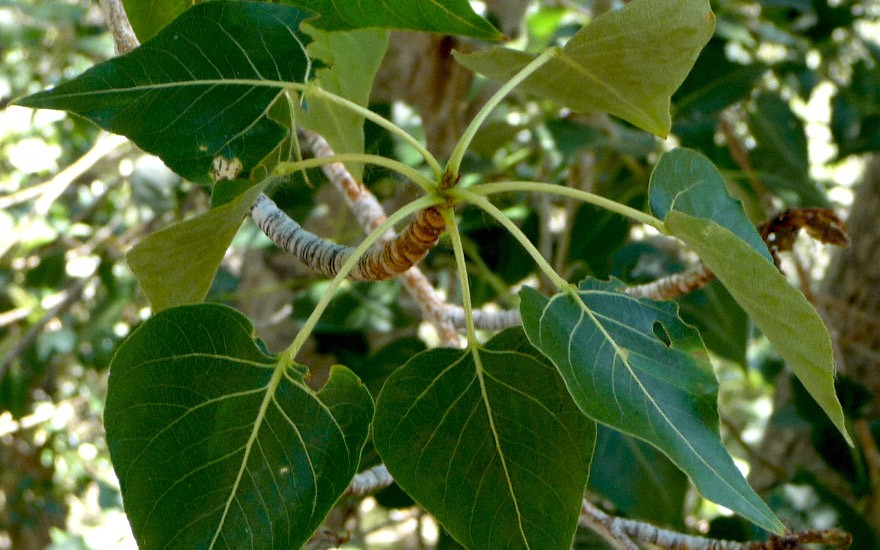 Lungauer Balsampappel (Pflanze)