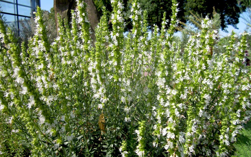 Ysop, weiß blühend (Pflanze)