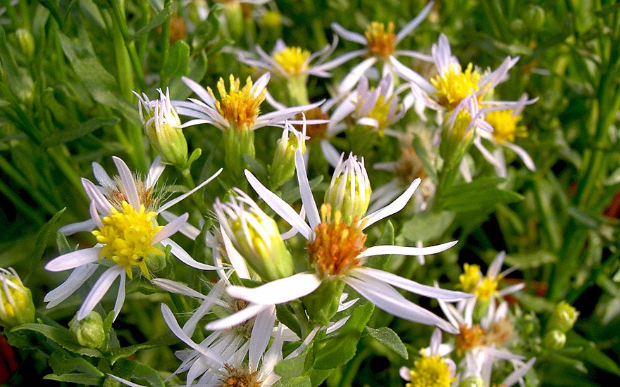 Strand-Aster (Pflanze)