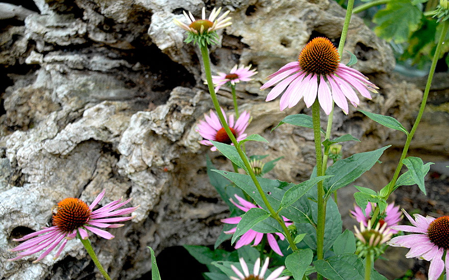 Echinacea (Saatgut)