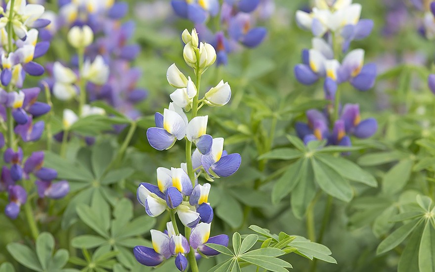 Duft-Lupine 'Javelin Blue' (Saatgut)