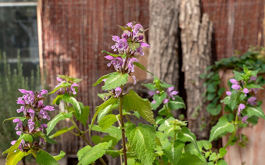 Gefleckte Taubnessel (Pflanze)