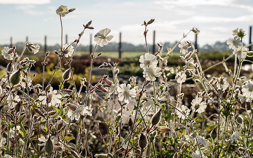 Weiße Lichtnelke (Pflanze)