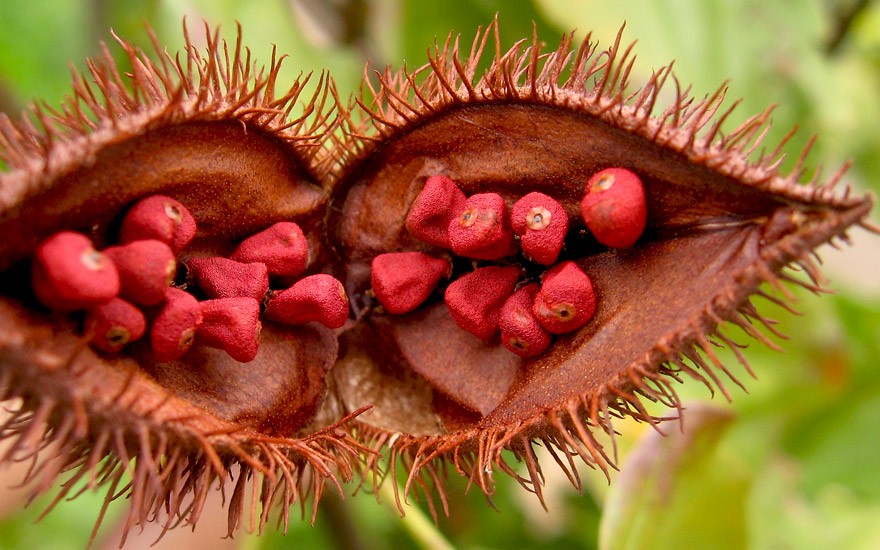 Annatto (Saatgut)