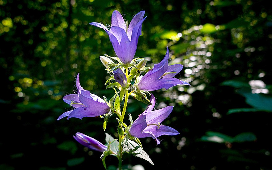 Nesselblättrige Glockenblume (Saatgut)