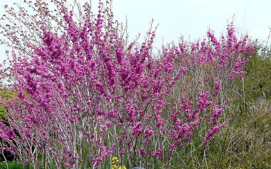 Seidelbast (Pflanze)