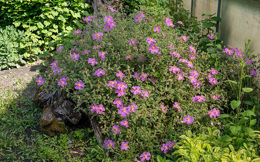 Cystus®, Cistus-Tee (Pflanze)