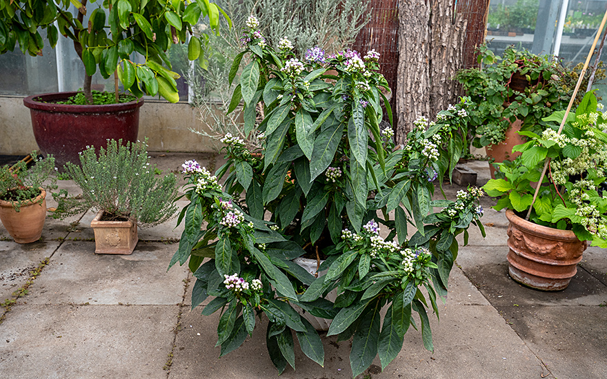 Tibet-Hortensie (Pflanze)