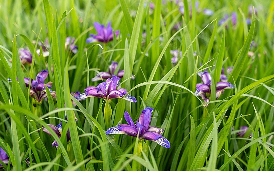 Pflaumen-Iris (Pflanze)
