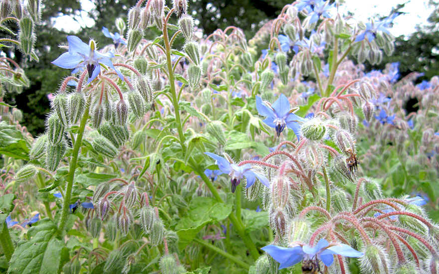 Shiso Kresse Shiso Kresse