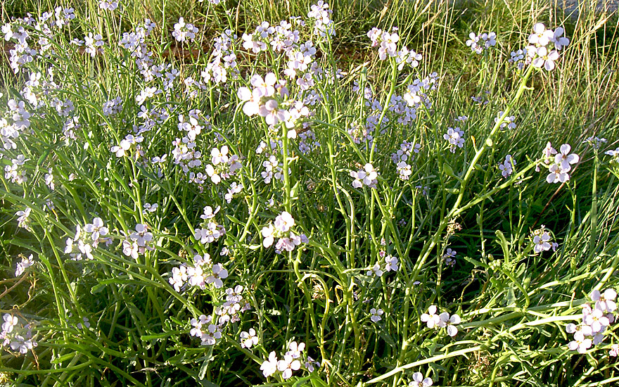 Strandrauke, Meersenf (Saatgut)