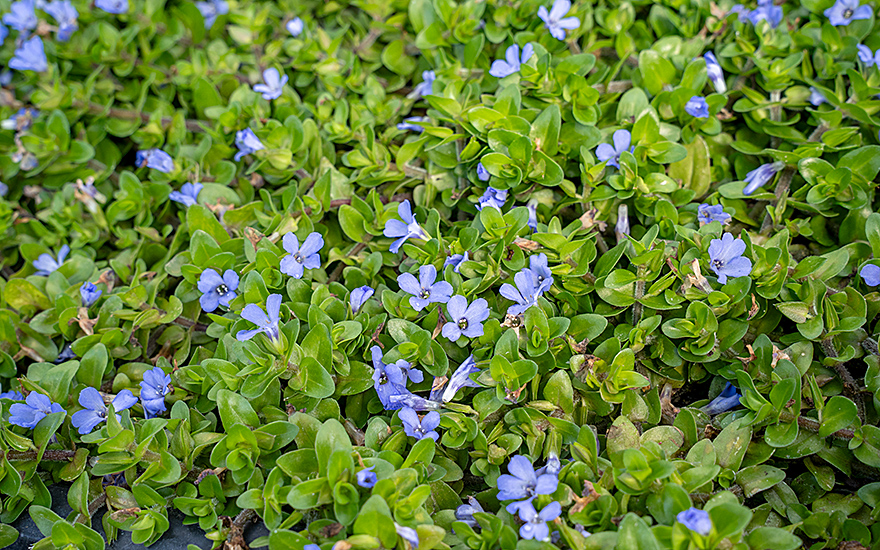 Lemon-Bacopa (Pflanze)