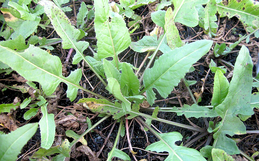 Afghanische Rucola (Saatgut)