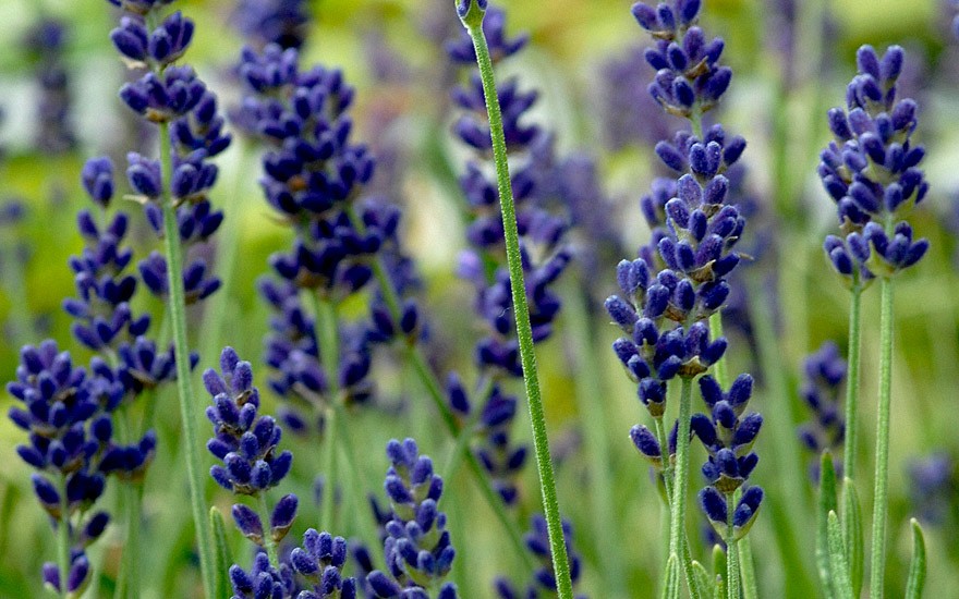 Lavendel Hidcote Blue Pflanze Lavendel Labkraut Lungenkraut Pflanzen Saatgut Ruhlemann S Krauter Und Duftpflanzen