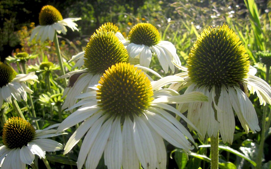 Echinacea, weiß blühend (Saatgut)