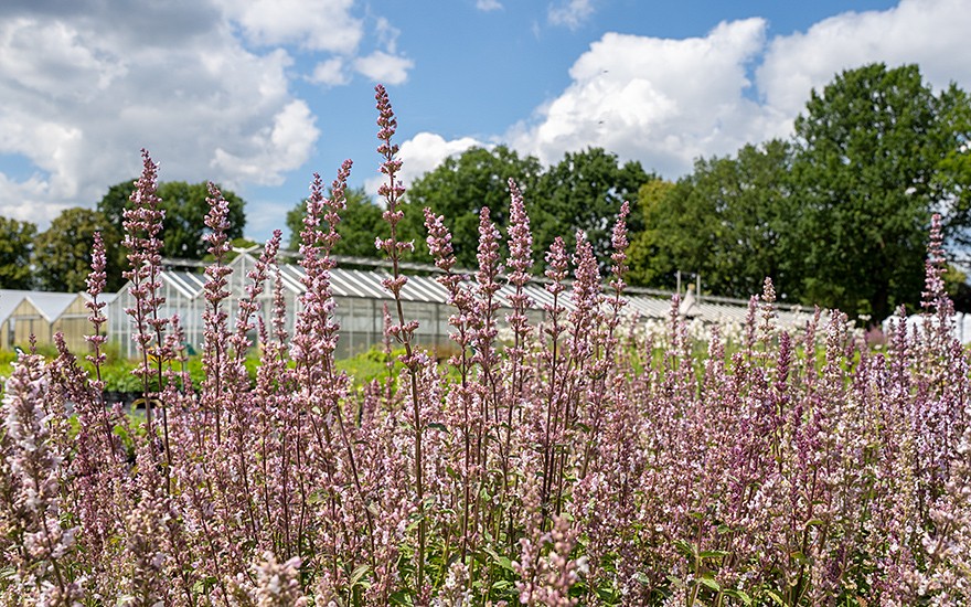 Hohe Katzenminze (Pflanze)