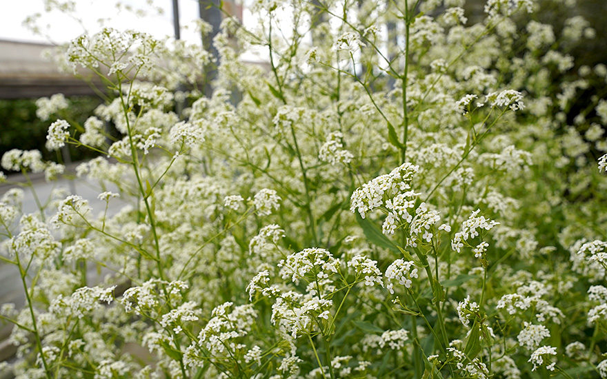Löffelkraut, ausdauernd (Saatgut)