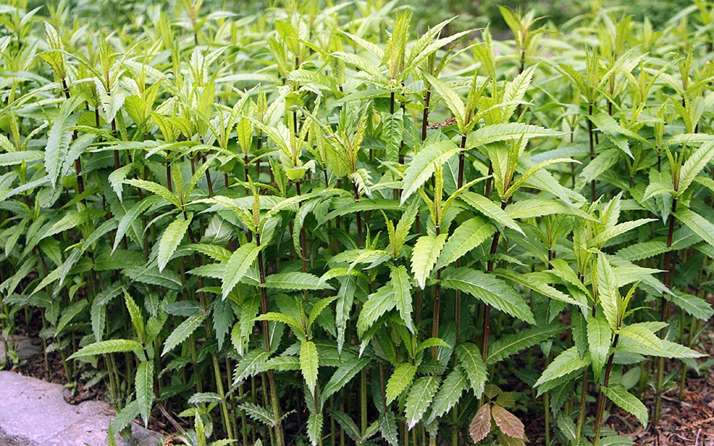 Knollen-Wolfstrapp (Pflanze)