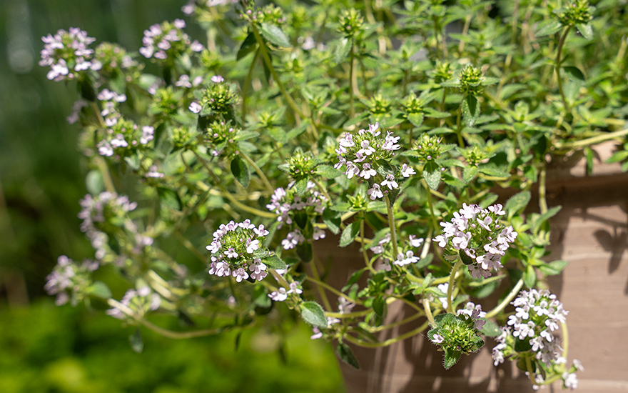 Thymian 'Summerdreams®' Rose (Pflanze)
