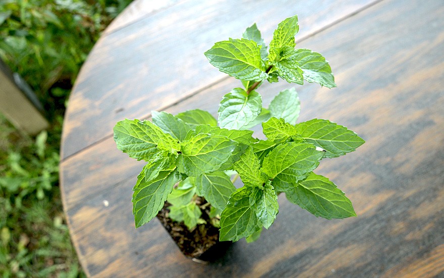Vietnamesische Minze (Pflanze)