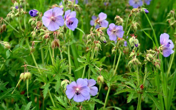 sativa biologisches saatgut Kopfsalat 'Speckled Amish' (Lactuca sativa)  Bio-Saatgut
