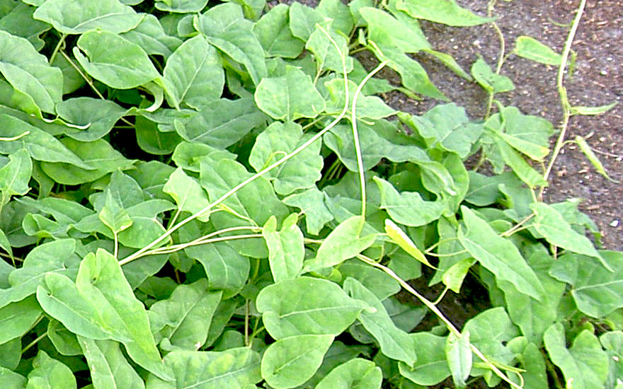 Fo-Tieng (Pflanze)