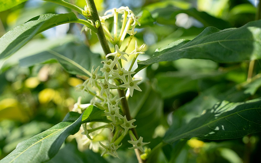 Bitawiri, Bitterblatt (Pflanze)