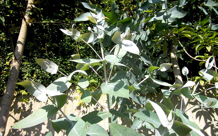 Eukalyptus 'Blue Gum' (Saatgut)