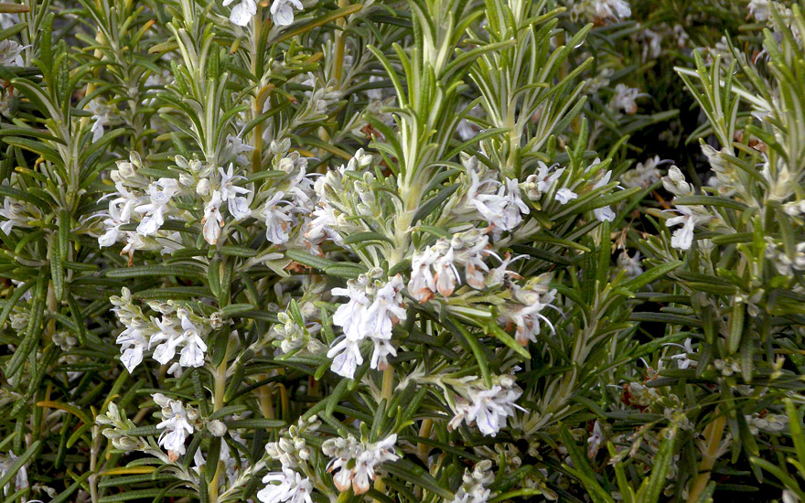 Rosmarin 'Veitshöchheim' (Pflanze) | Rosmarin | Rapunzel-Ruhmesblume ...