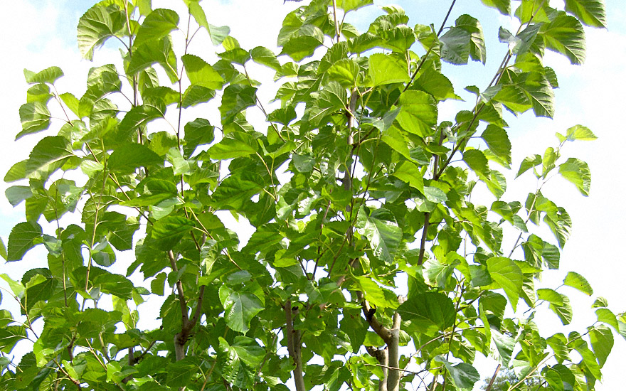 Weißer Maulbeerbaum (Pflanze)