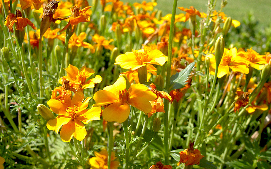 Gewürztagetes 'Orange Gem' (Pflanze)