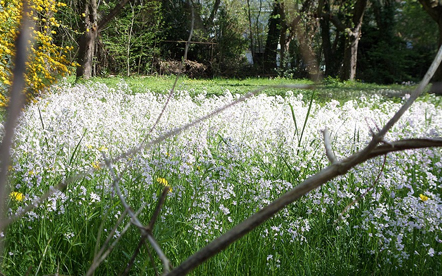 Wiesenschaumkraut (Saatgut)