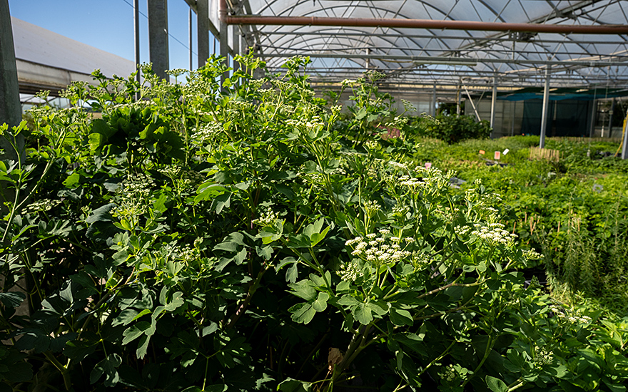 Japanischer Haarstrang, Chomeiso (Pflanze)