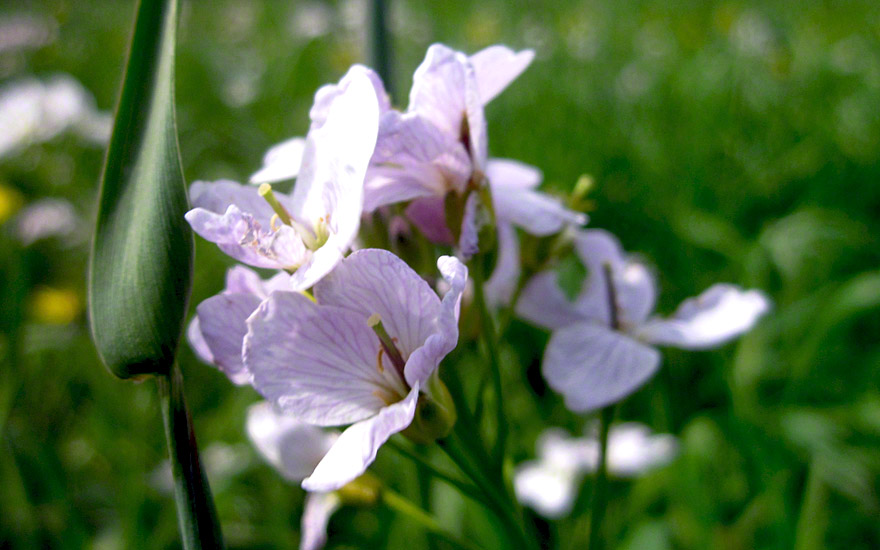 Wiesenschaumkraut (Saatgut)