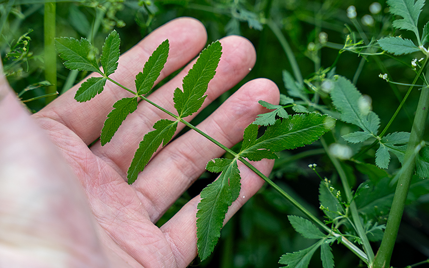 Gewürzdolde (Saatgut)