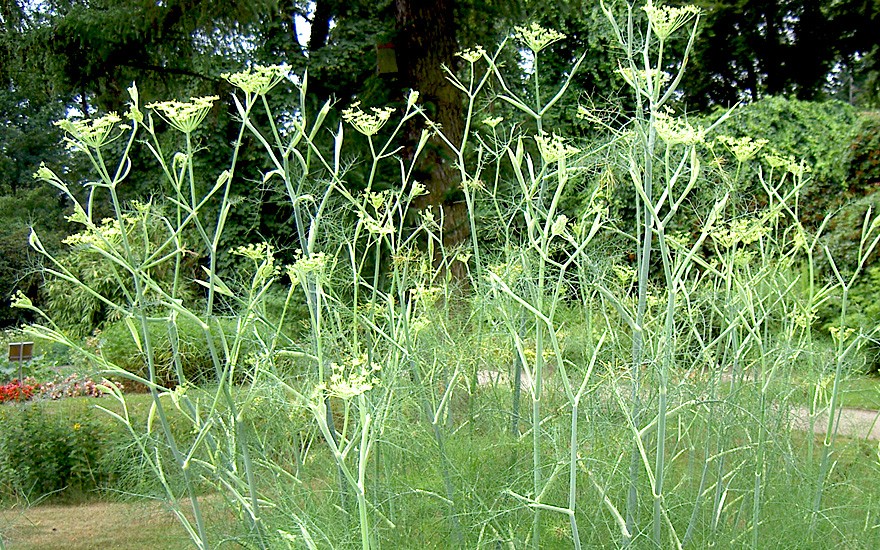 Fenchel, einjährig (Saatgut)