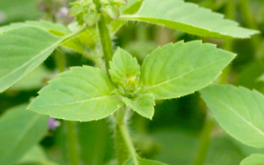 Wildes Basilikum (Tulsi) (Pflanze)
