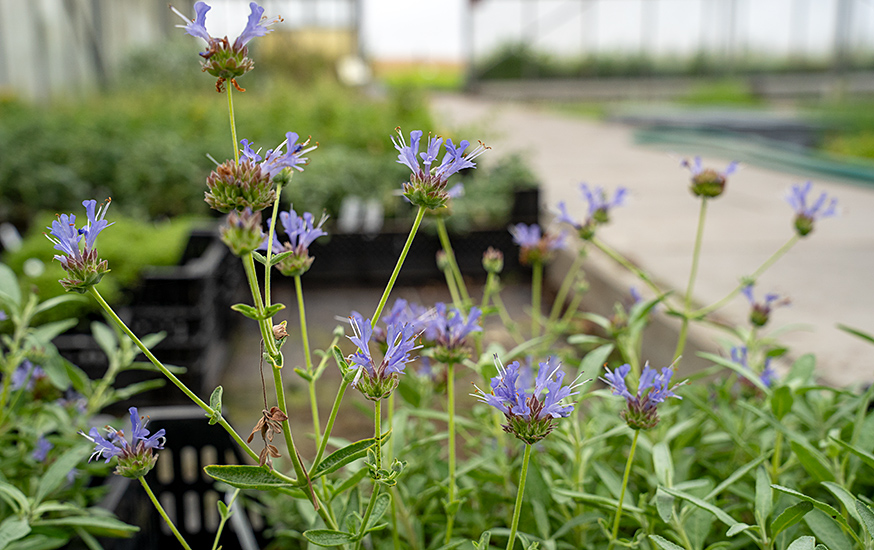 Cleveland-Salbei (Pflanze)